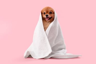 Pembe arka planda yıkandıktan sonra havluyla şirin Pomeranya salyası