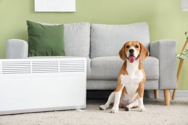 Evde radyatörün yanında sevimli bir Beagle köpeği var.