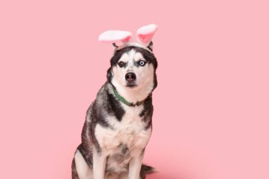 Pembe arka planda tavşan kulaklı şirin Husky köpeği. Paskalya kutlaması