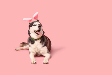 Pembe arka planda tavşan kulaklı şirin Husky köpeği. Paskalya kutlaması