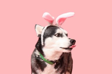 Pembe arka planda tavşan kulaklı sevimli Husky köpeği. Paskalya kutlaması