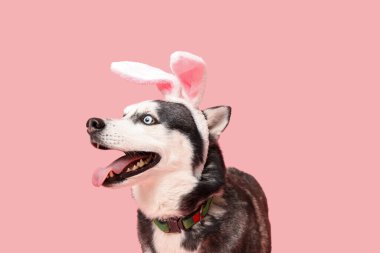 Pembe arka planda tavşan kulaklı sevimli Husky köpeği. Paskalya kutlaması