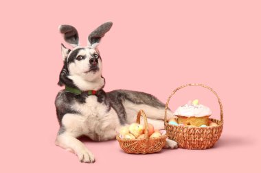 Tavşan kulaklı sevimli Husky köpeği ve pembe arka planda Paskalya sepetleri.