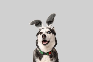 Gri arka planda tavşan kulaklı sevimli Husky köpeği. Paskalya kutlaması