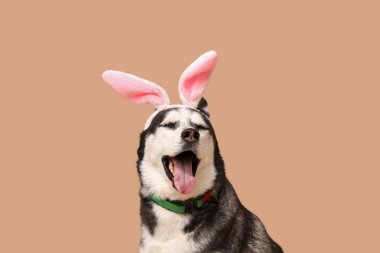 Bej arka planda tavşan kulaklı sevimli Husky köpeği. Paskalya kutlaması