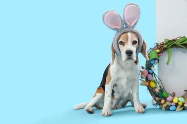Paskalya çelengi ve mavi arka planda boş posteri olan tavşan kulaklı sevimli Beagle köpeği.