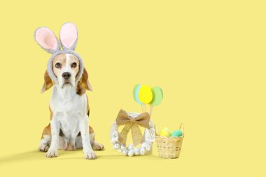 Tavşan kulaklı şirin Beagle köpeği. Sarı arka planda Paskalya yumurtası ve çelengi var.