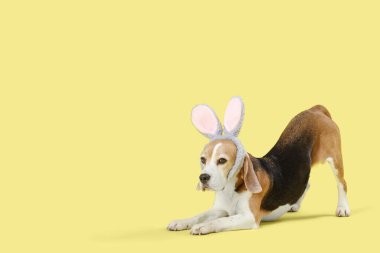 Sarı arka planda tavşan kulaklı sevimli Beagle köpeği. Paskalya kutlaması