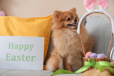 Paskalya yumurtalı şirin Pomeranya köpeği ve evdeki kanepede tebrik kartı.