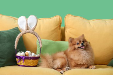 Evdeki kanepede paskalya yumurtalı şirin Pomeranya köpeği.
