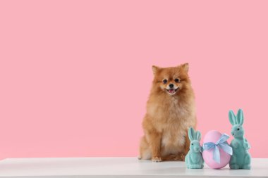 Paskalya tavşanları ve pembe arka planda yumurtası olan şirin Pomeranya köpeği.