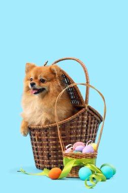 Mavi arka planda Paskalya yumurtaları olan sepetteki şirin Pomeranya köpeği