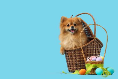 Mavi arka planda Paskalya yumurtaları olan sepetteki şirin Pomeranya köpeği