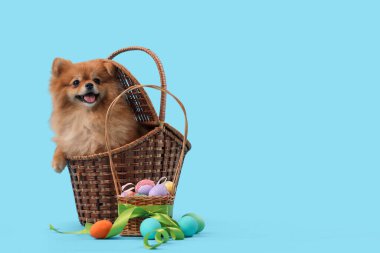 Mavi arka planda Paskalya yumurtaları olan sepetteki şirin Pomeranya köpeği