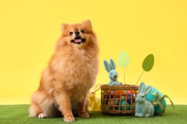 Paskalya tavşanlı şirin Pomeranya köpeği ve sarı arka planda otların üzerinde yumurtalar.