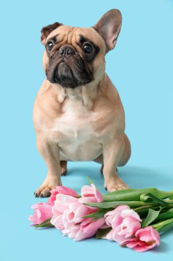 Mavi arka planda laleleri olan sevimli Fransız bulldog 'u. Uluslararası Kadınlar Günü