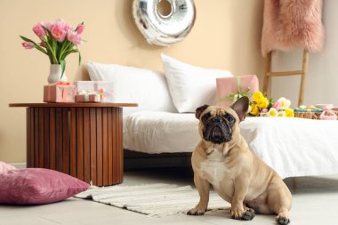 Şenlik odasında oturan sevimli Fransız bulldog 'u. Uluslararası Kadınlar Günü