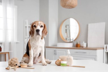 Banyodaki banyo malzemeleriyle tatlı Beagle köpeği.