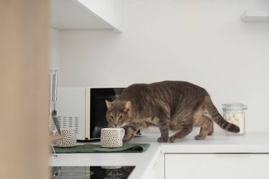 Mutfakta bardağın yanında sevimli bir kedi var.