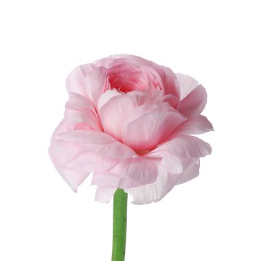 Beyaz arka planda güzel pembe ranunculus çiçeği