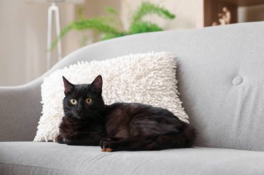 Oturma odasındaki kanepede yatan sevimli siyah kedi.