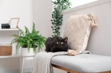 Battaniyeli şirin siyah kedi ve duvarın yanındaki bankta yastık.