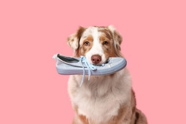 Tatlı Avustralyalı çoban köpeği pembe arka planda spor ayakkabı tutuyor.