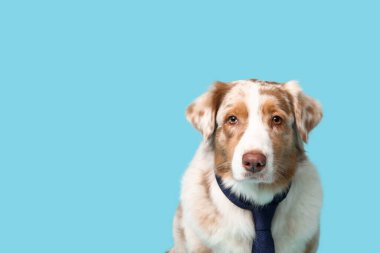 Mavi arka planda kravatlı şirin Avustralyalı çoban köpeği