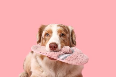 Tatlı Avustralyalı çoban köpeği pembe arka planda yatıp terliklerini tutuyor.