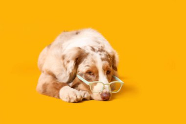 Sarı arka planda duran gözlüklü komik Avustralyalı çoban köpeği