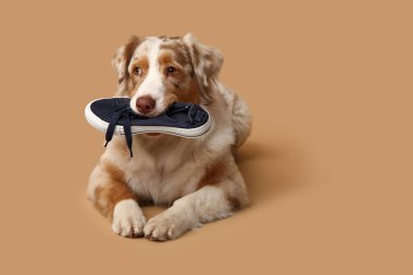 Tatlı Avustralyalı çoban köpeği bej arka planda yalan söylüyor ve spor ayakkabı tutuyor.