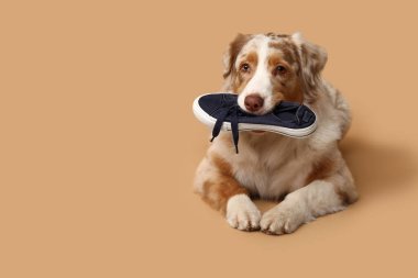 Tatlı Avustralyalı çoban köpeği bej arka planda yalan söylüyor ve spor ayakkabı tutuyor.