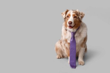 Gri arka planda kravatı olan şirin bir Avustralya çoban köpeği.