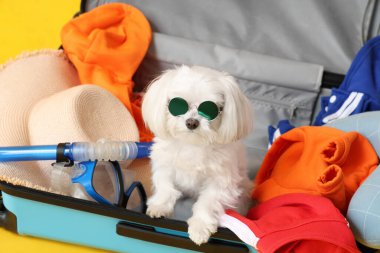 Sarı arka planda güneş gözlüklü şirin Bolonez köpek, yakın plan.