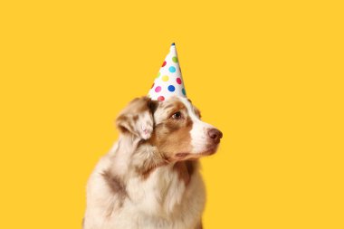 Sarı arka planda parti şapkalı şirin Avustralyalı çoban köpeği.