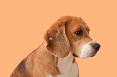 Turuncu arka planda sevimli Beagle köpeği.