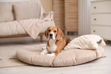 Oturma odasındaki evcil hayvan yatağında tatlı Beagle köpeği