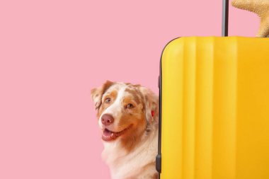 Pembe arka planda bavulu olan şirin bir Avustralya çoban köpeği. Turizm konsepti