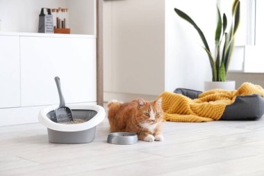 Cute cat with feeding bowl and litter box in kitchen clipart