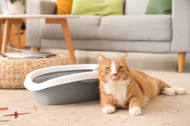 Evdeki çöp kutusunun yanında yatan sevimli kedi.