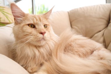 Sevimli bej rengi Maine Rakun kedisi evde koltukta yatıyor.