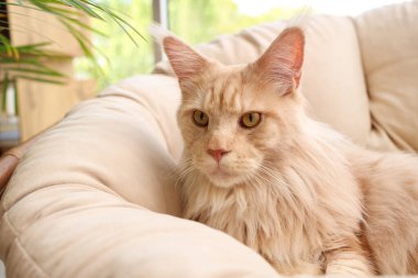 Sevimli bej rengi Maine Rakun kedisi evde koltukta yatıyor.