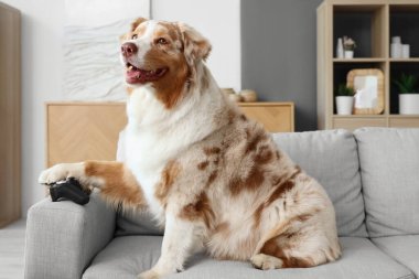 Sevimli Avustralya çoban köpeği evinde kanepede oturuyor.