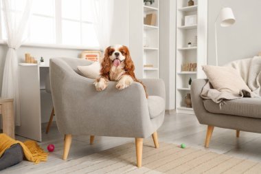 Sevimli şövalye Kral Charles Spaniel evdeki koltukta oturuyor.