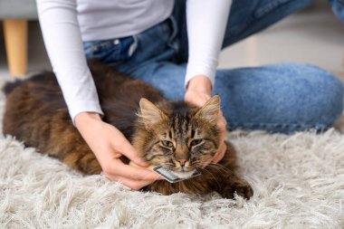 Genç bir kadın evdeki halıda kediyi fırçalıyor, yakın plan.