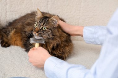 Sahibi evdeki kanepede tüylü kediyi fırçalıyor.