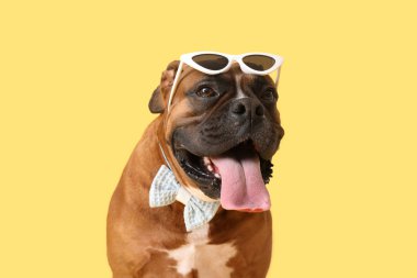 Sarı arka planda güneş gözlüklü şirin boksör köpeği.