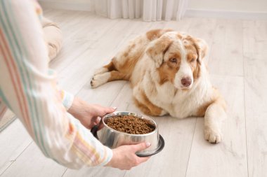 Genç bir kadın Avustralya çoban köpeği kasesine lezzetli evcil hayvan mamaları veriyor.