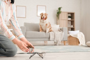 Genç bir kadın evdeki Avustralya çoban köpeği için kuru hayvan mamalarını kaseye dolduruyor.