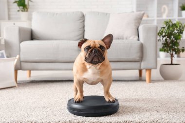 Evde robot elektrik süpürgesinin üzerinde duran sevimli Fransız bulldog.